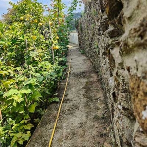 Árvores e arbustos de fruto